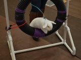 Rabbit Agility Tire Jump