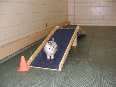 Rabbit Agility